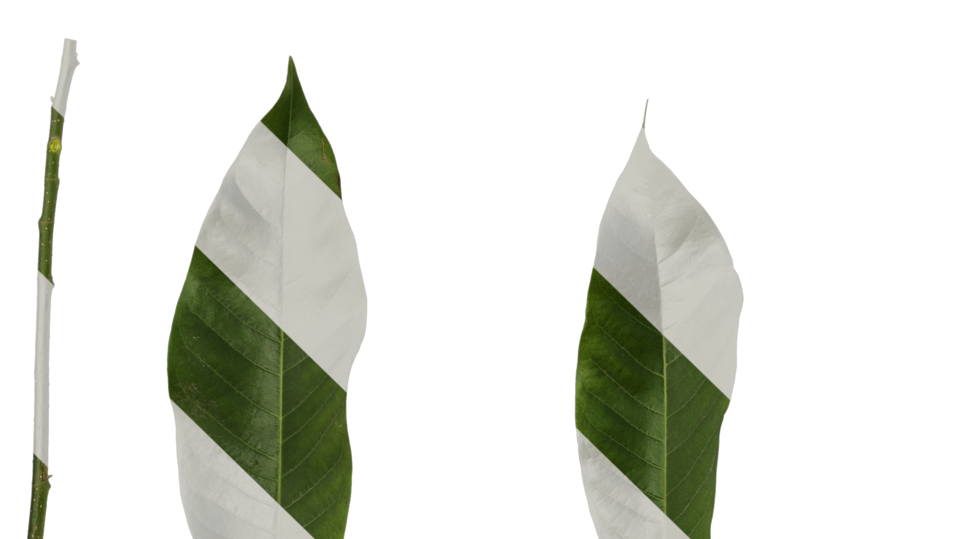 Michelia alba Low-poly 3D model_53