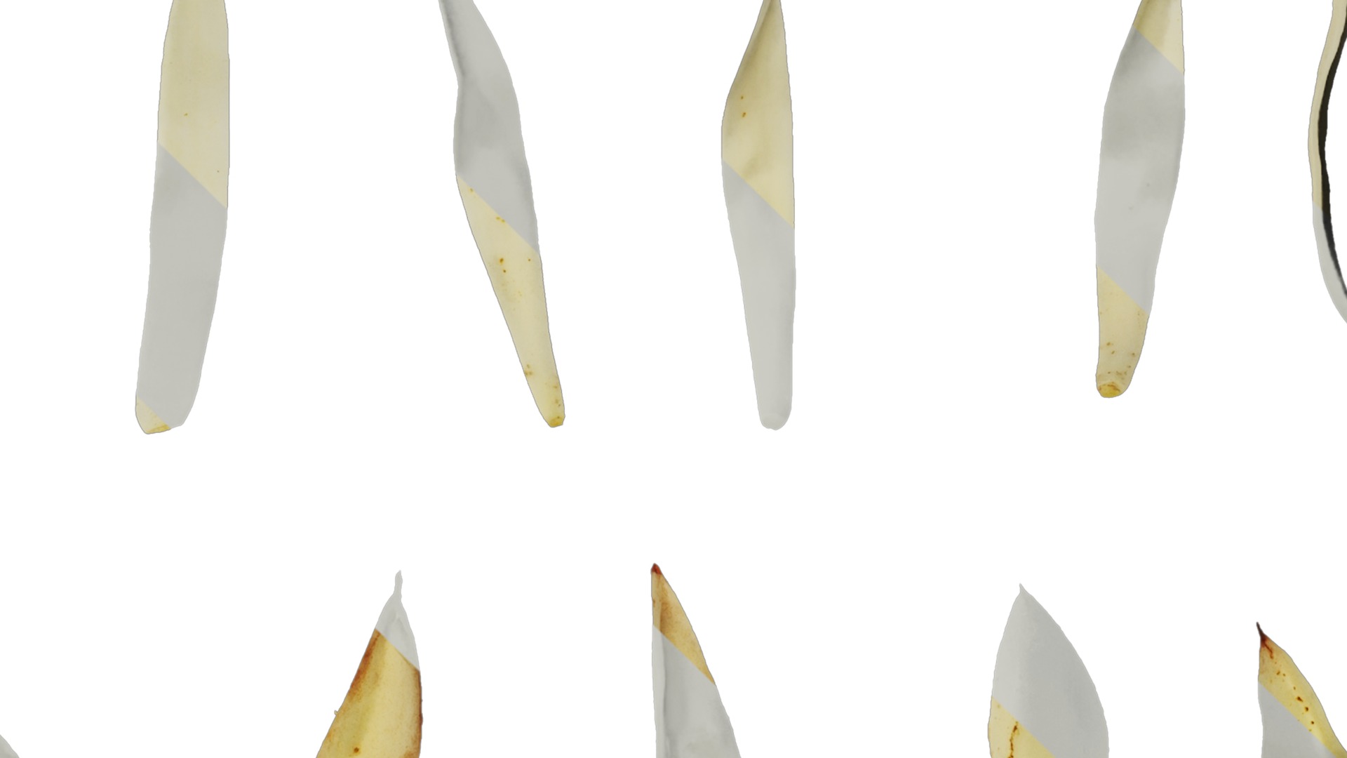 Michelia alba Low-poly 3D model_35