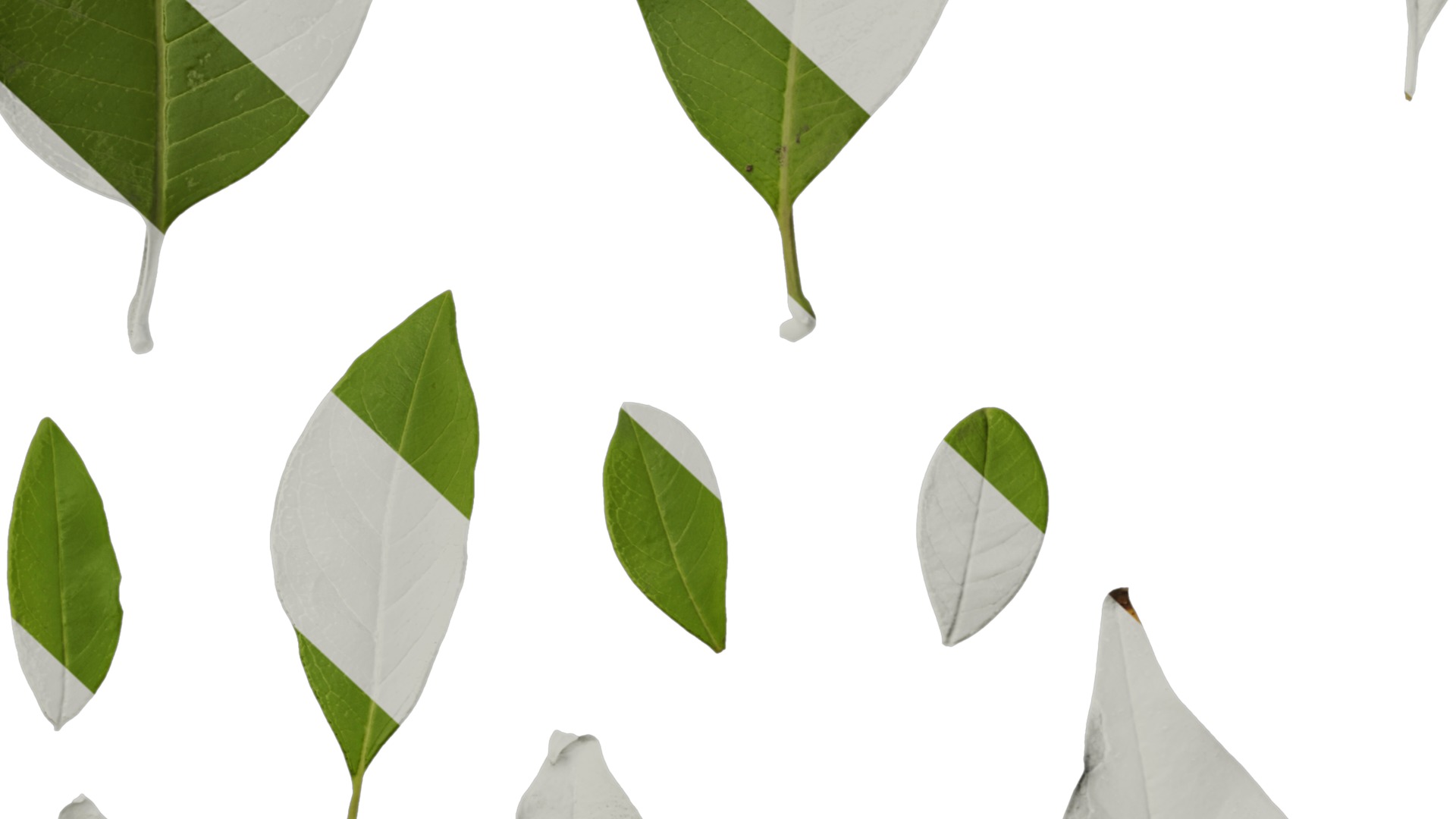 Michelia alba Low-poly 3D model_47