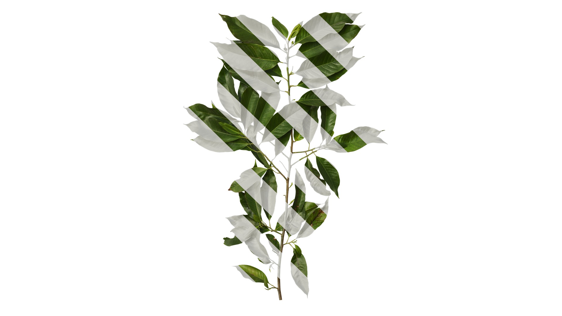 Michelia alba Low-poly 3D model_1