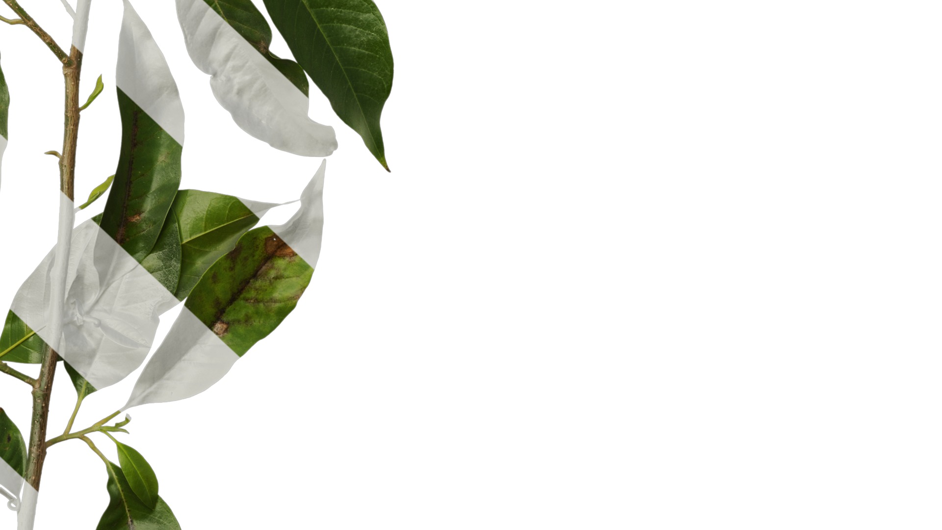 Michelia alba Low-poly 3D model_7