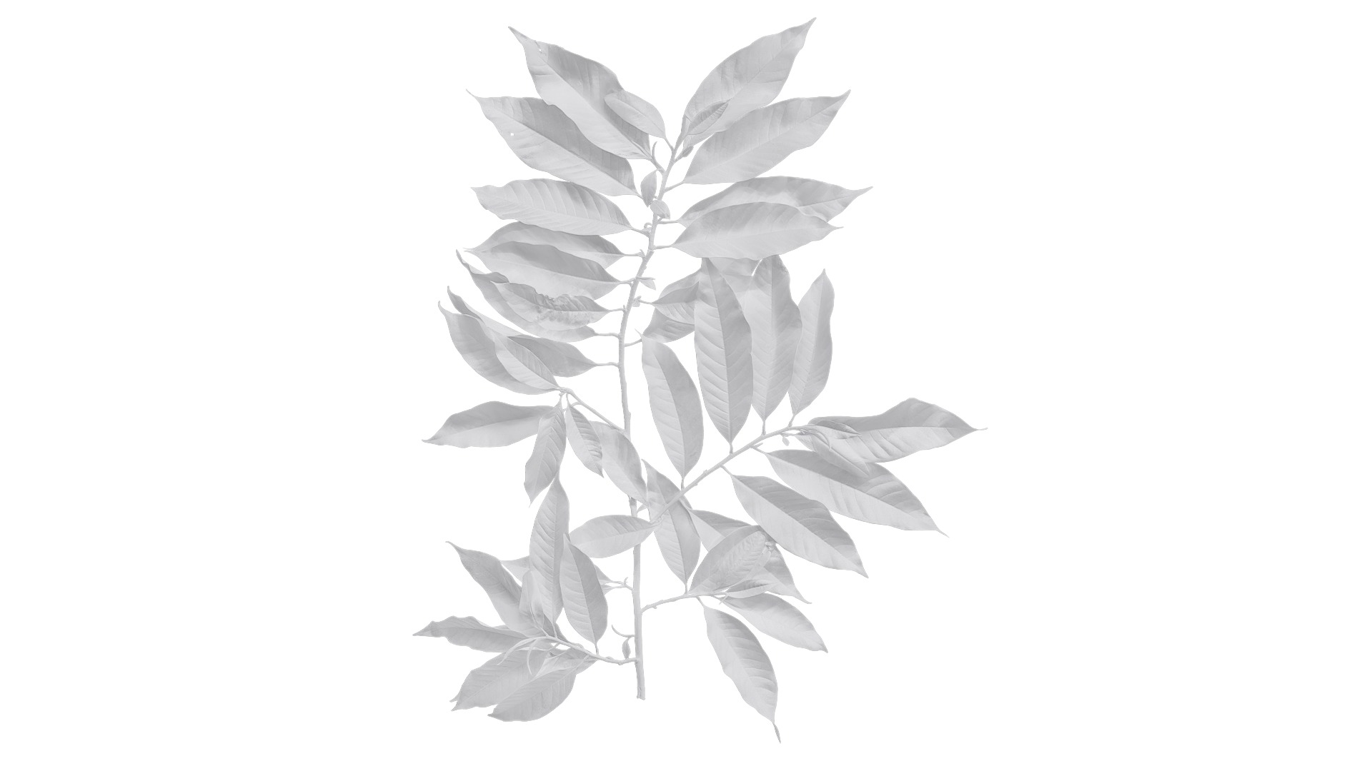 Michelia alba Low-poly 3D model_19