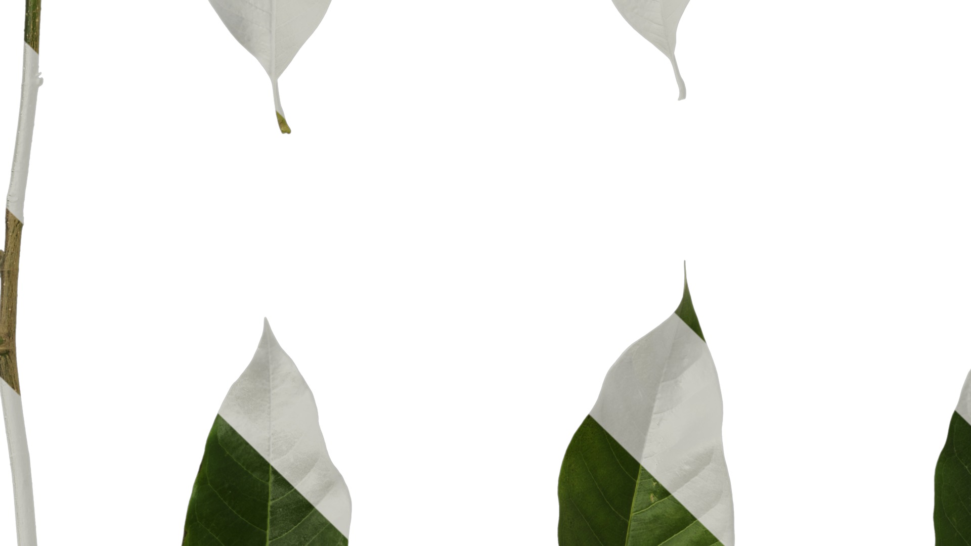 Michelia alba Low-poly 3D model_55