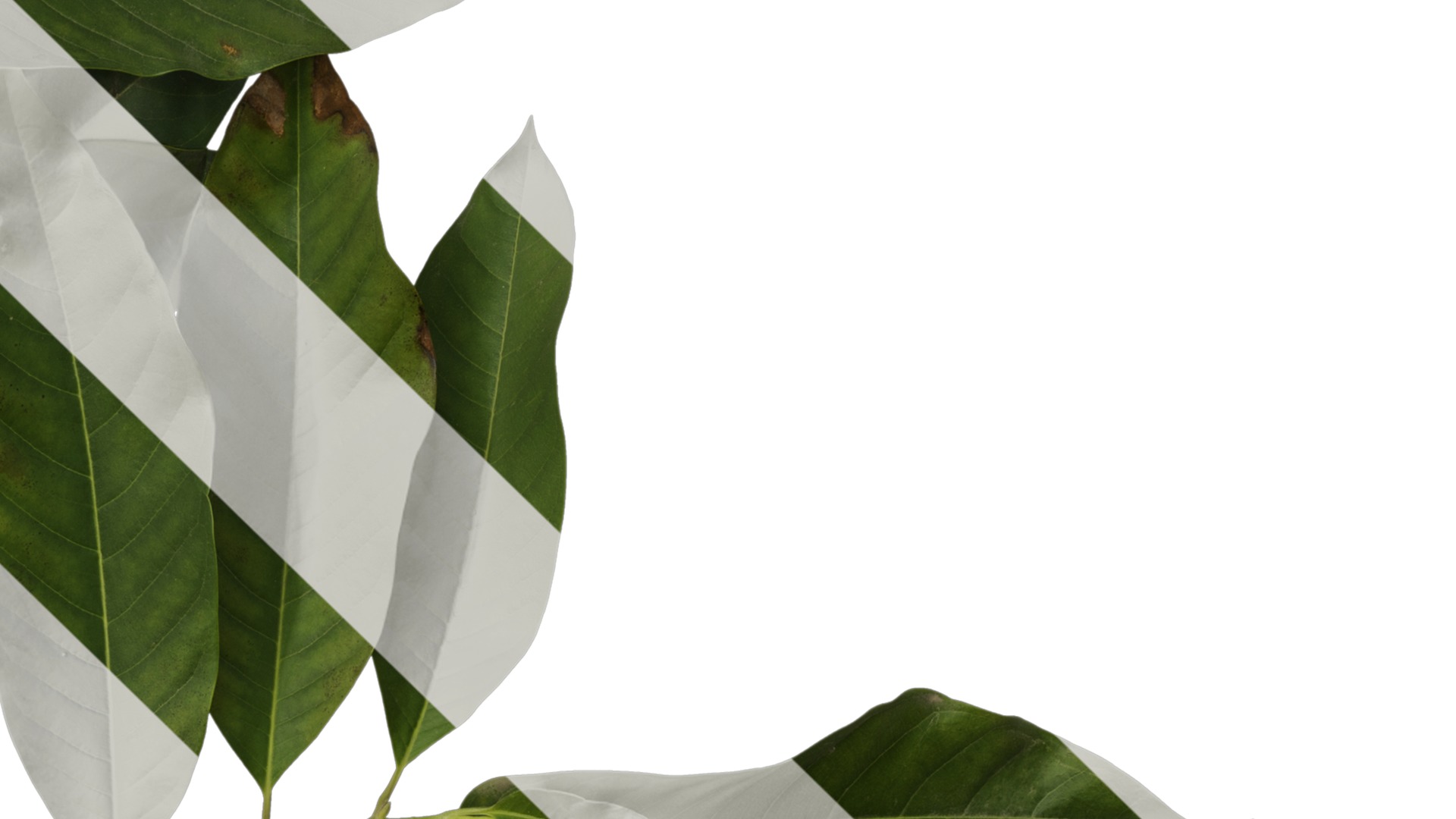 Michelia alba Low-poly 3D model_24