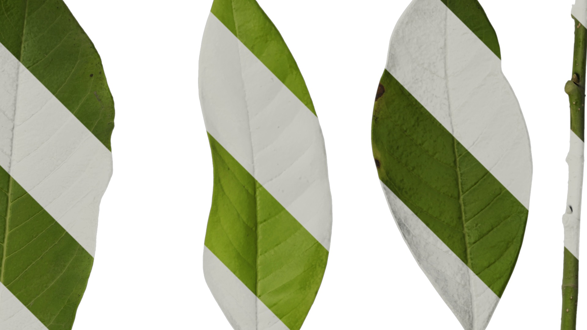 Michelia alba Low-poly 3D model_42