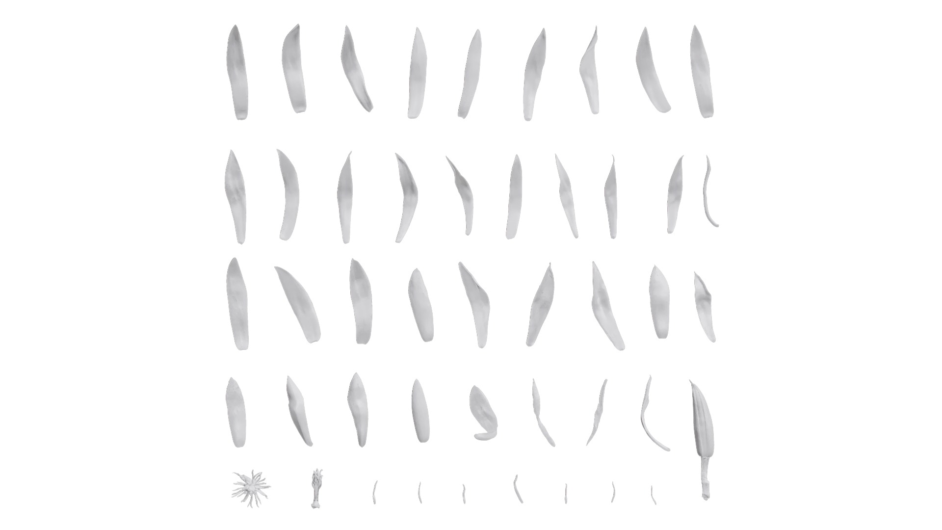 Michelia alba Low-poly 3D model_30