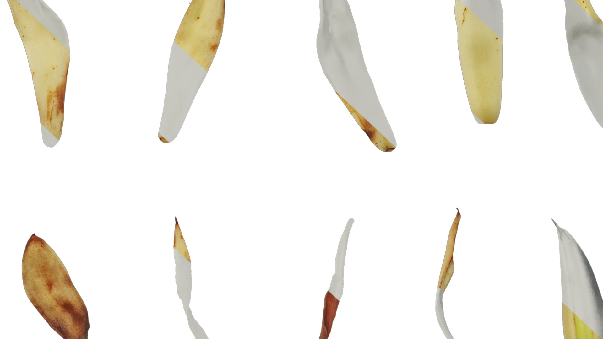 Michelia alba Low-poly 3D model_37