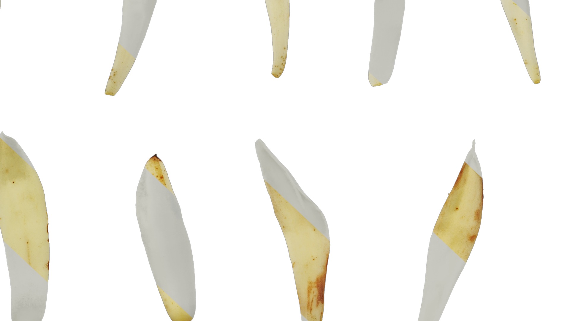 Michelia alba Low-poly 3D model_38