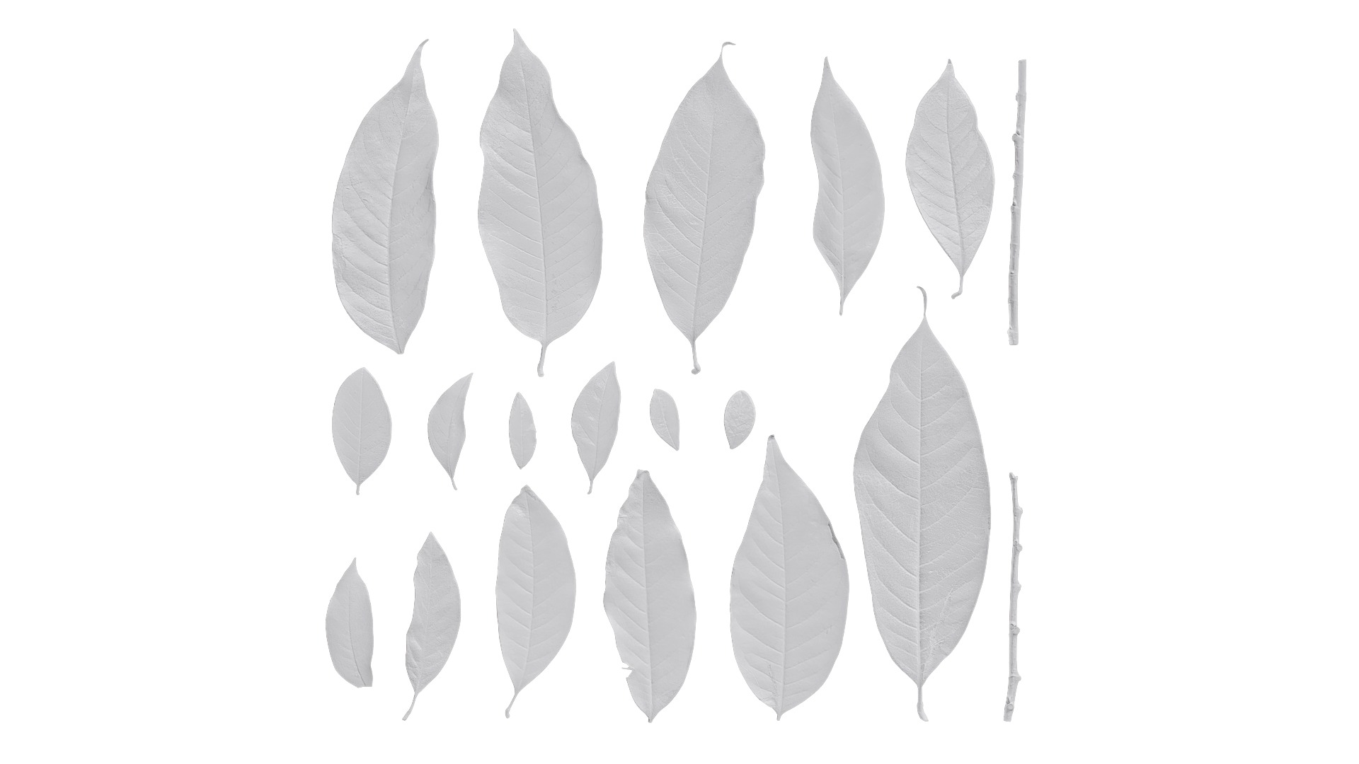 Michelia alba Low-poly 3D model_39