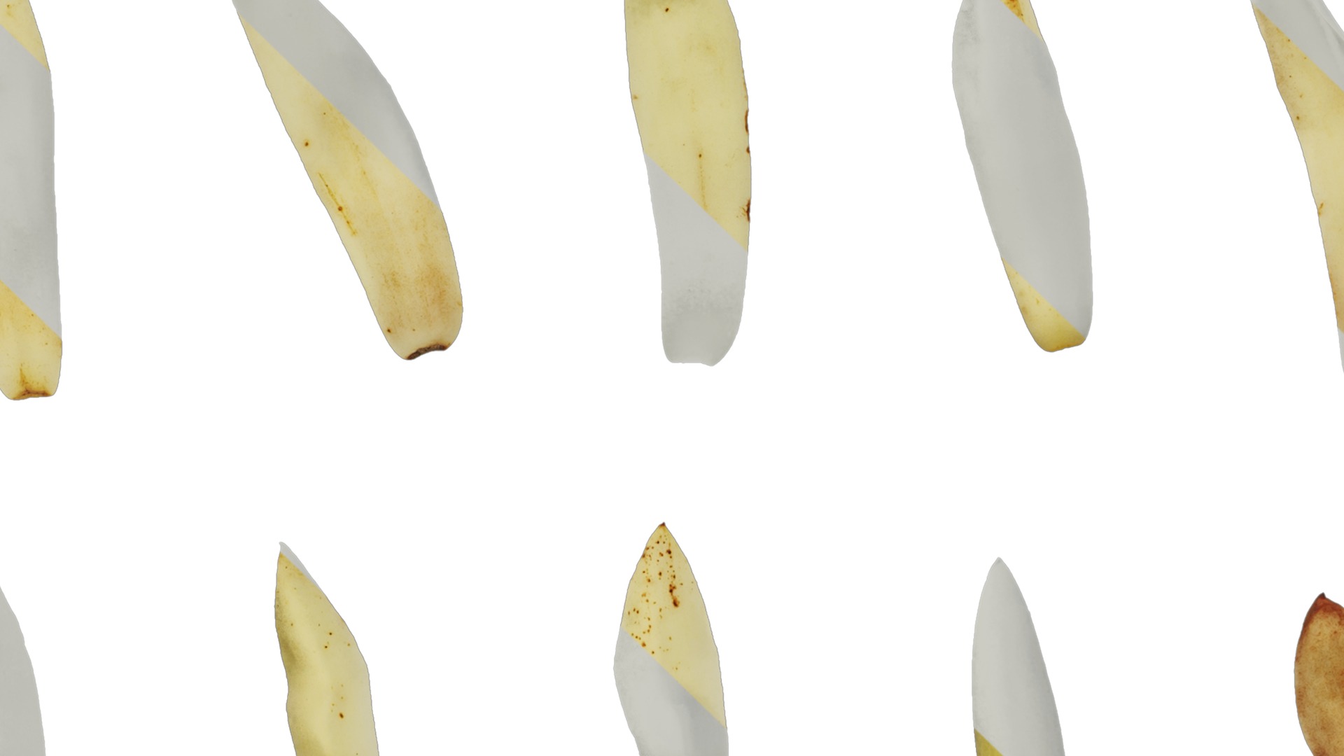 Michelia alba Low-poly 3D model_36