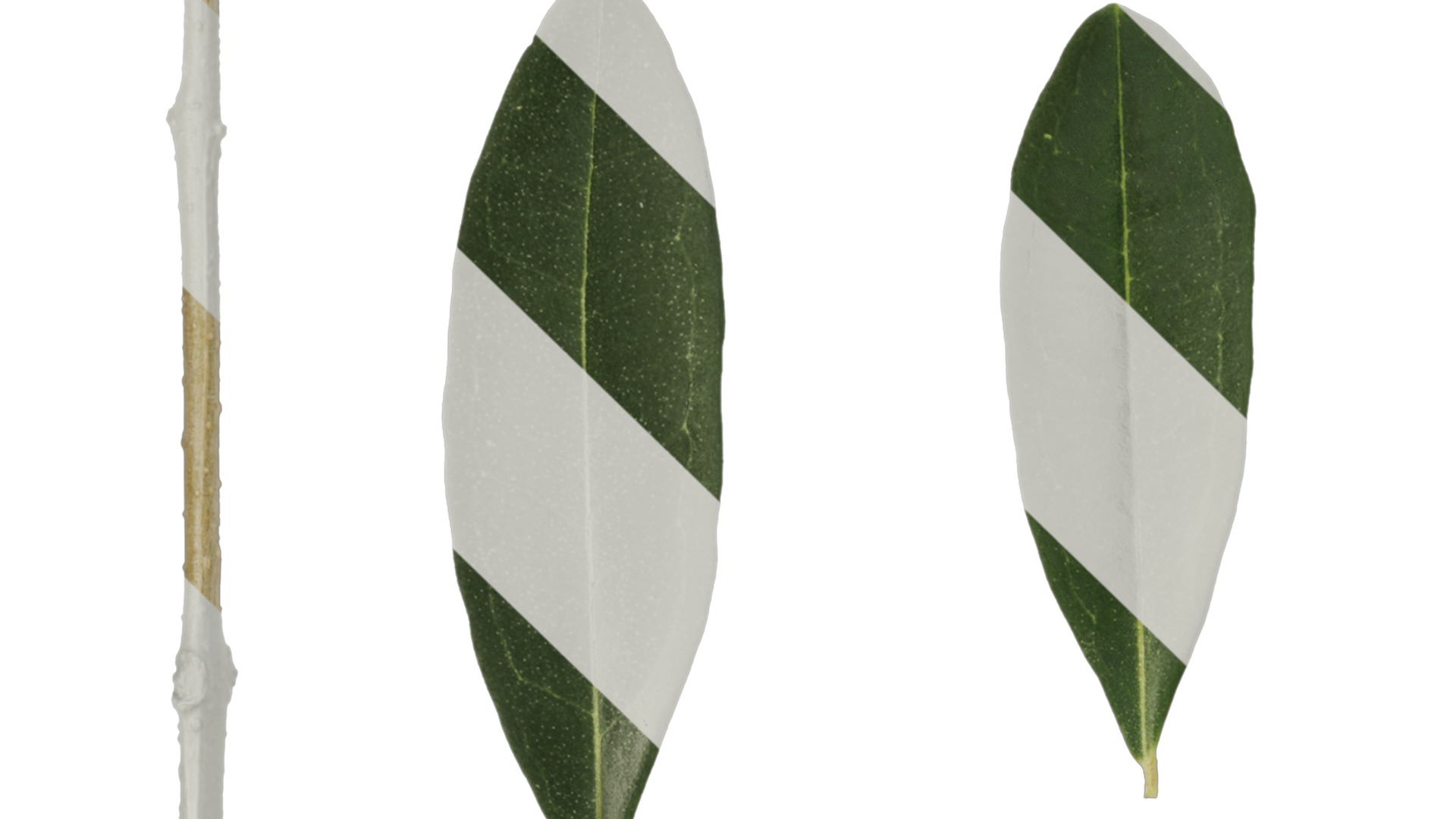 Olea europaea Low-poly 3D model_82