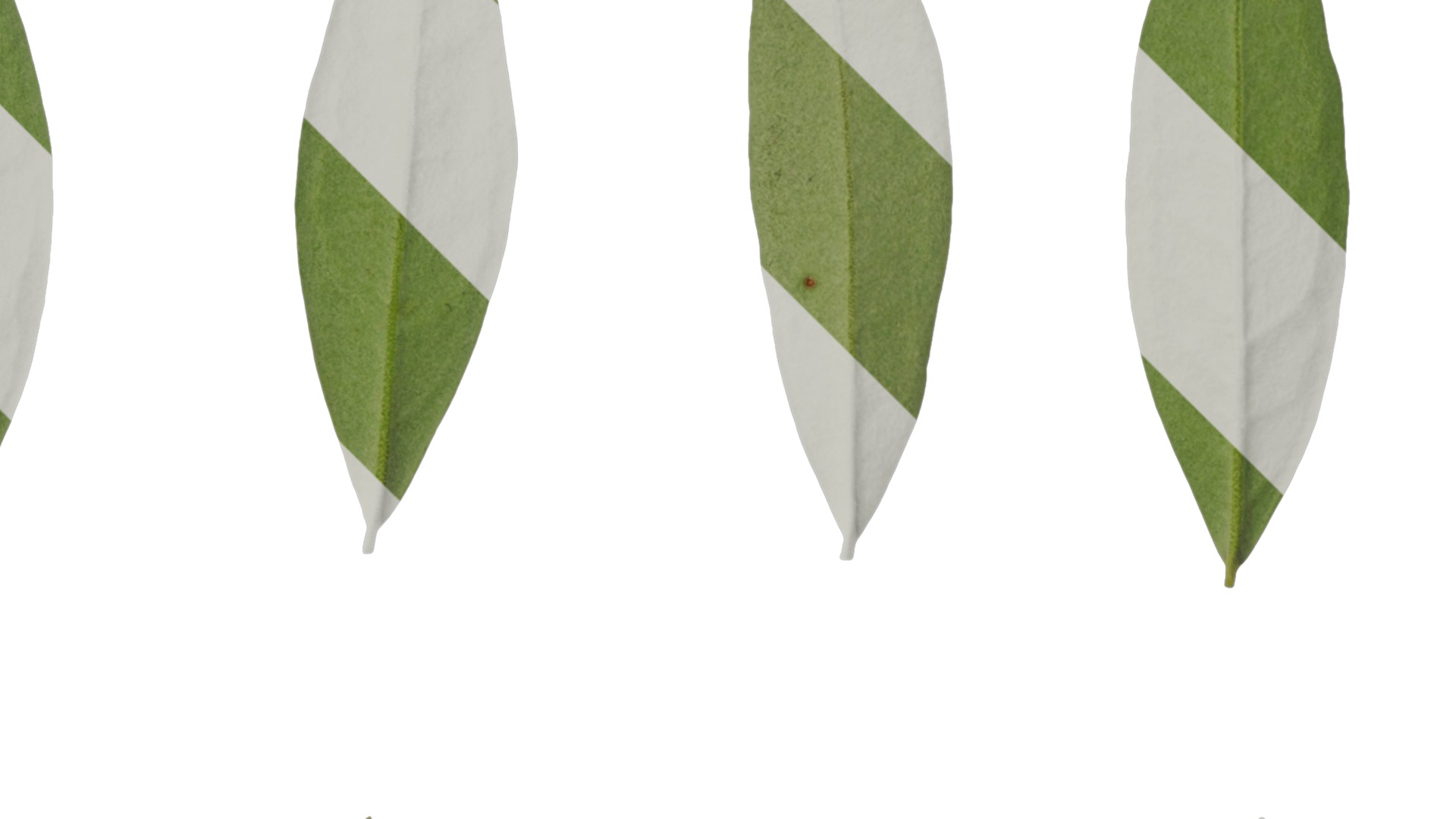 Olea europaea Low-poly 3D model_119