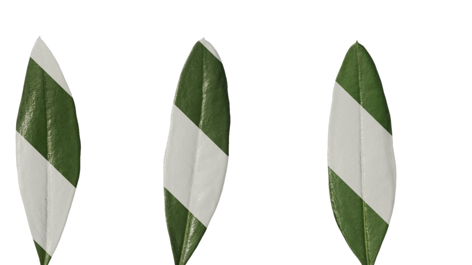 Olea europaea Low-poly 3D model_107