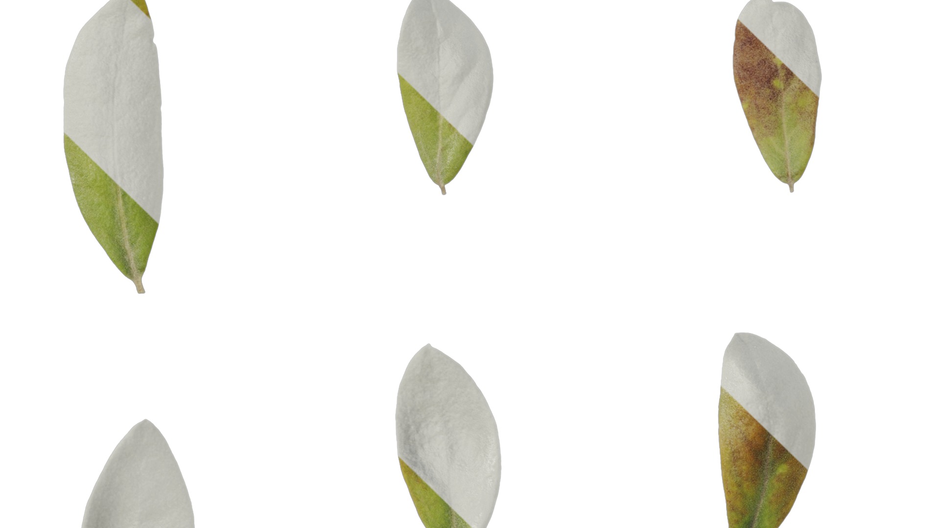 Olea europaea Low-poly 3D model_85