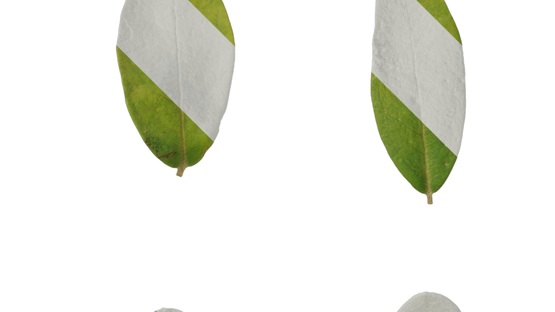 Olea europaea Low-poly 3D model_112