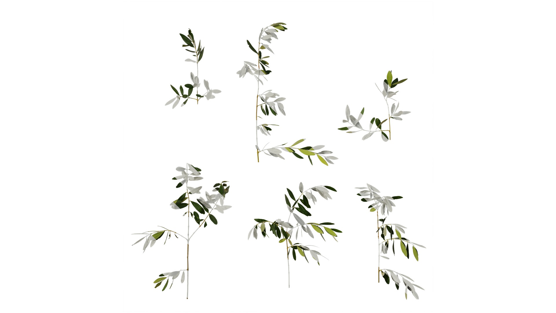Olea europaea Low-poly 3D model_52