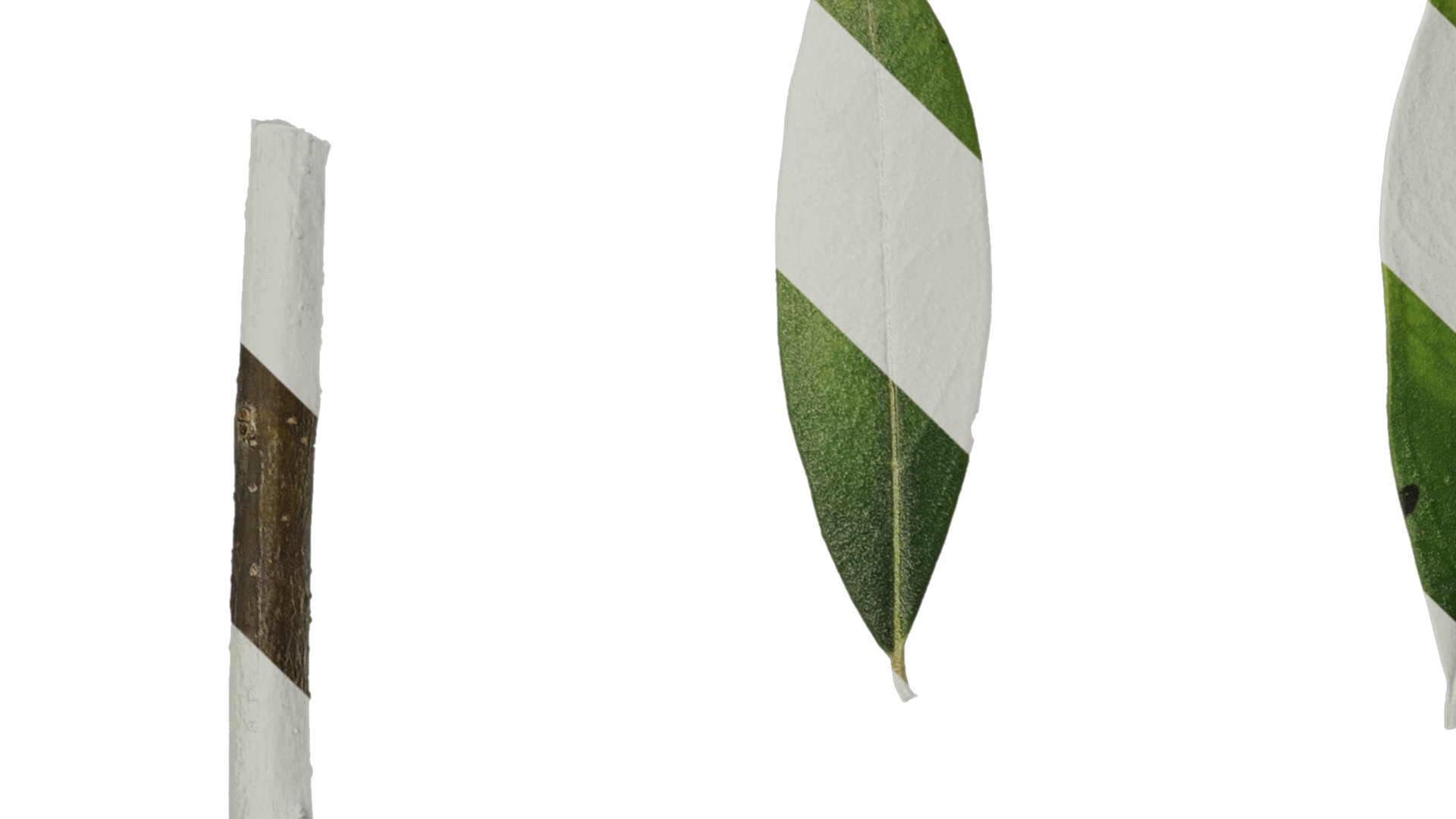 Olea europaea Low-poly 3D model_127