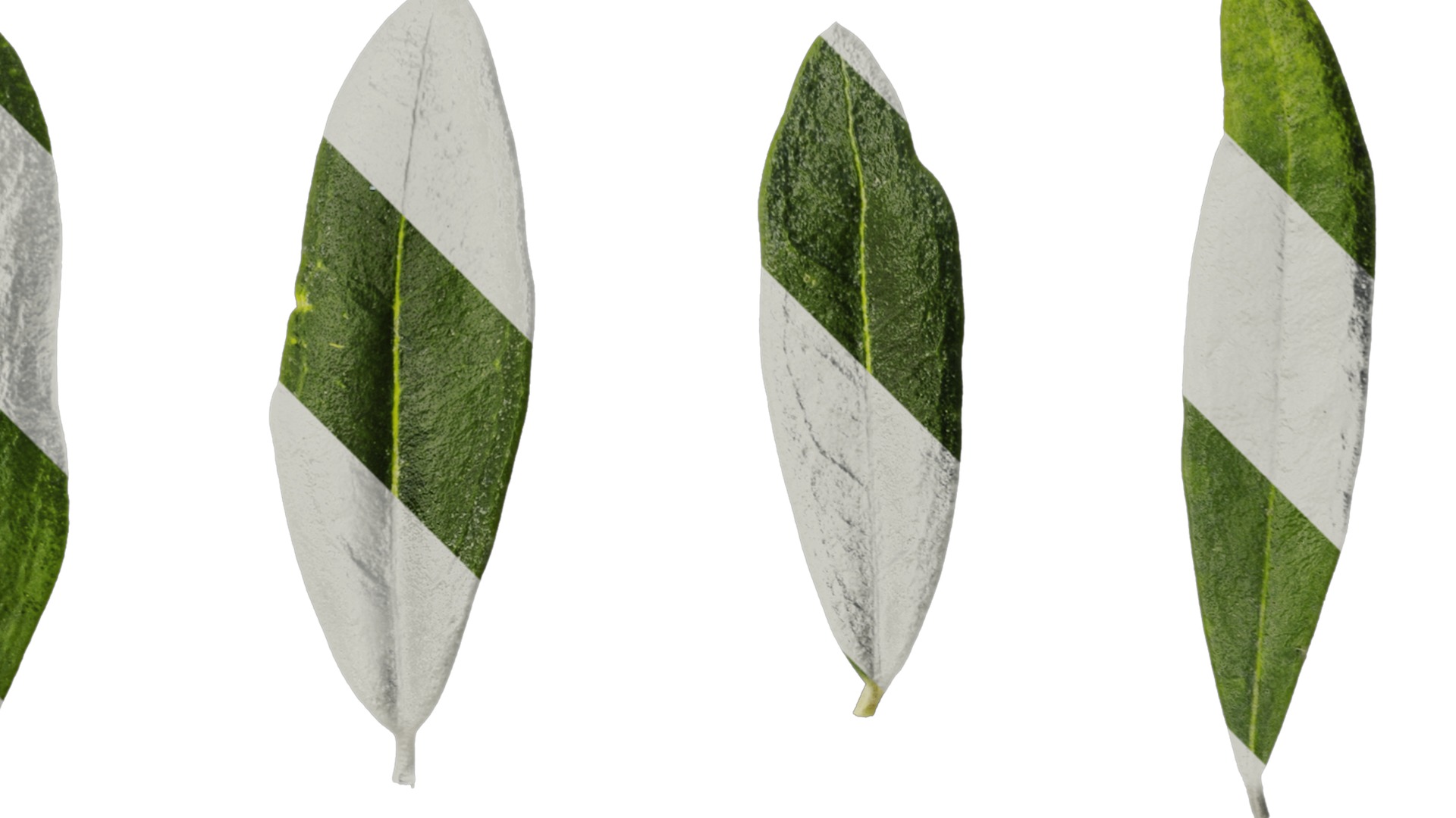 Olea europaea Low-poly 3D model_78