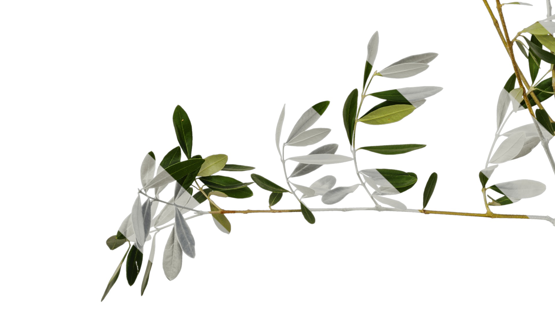 Olea europaea Low-poly 3D model_50