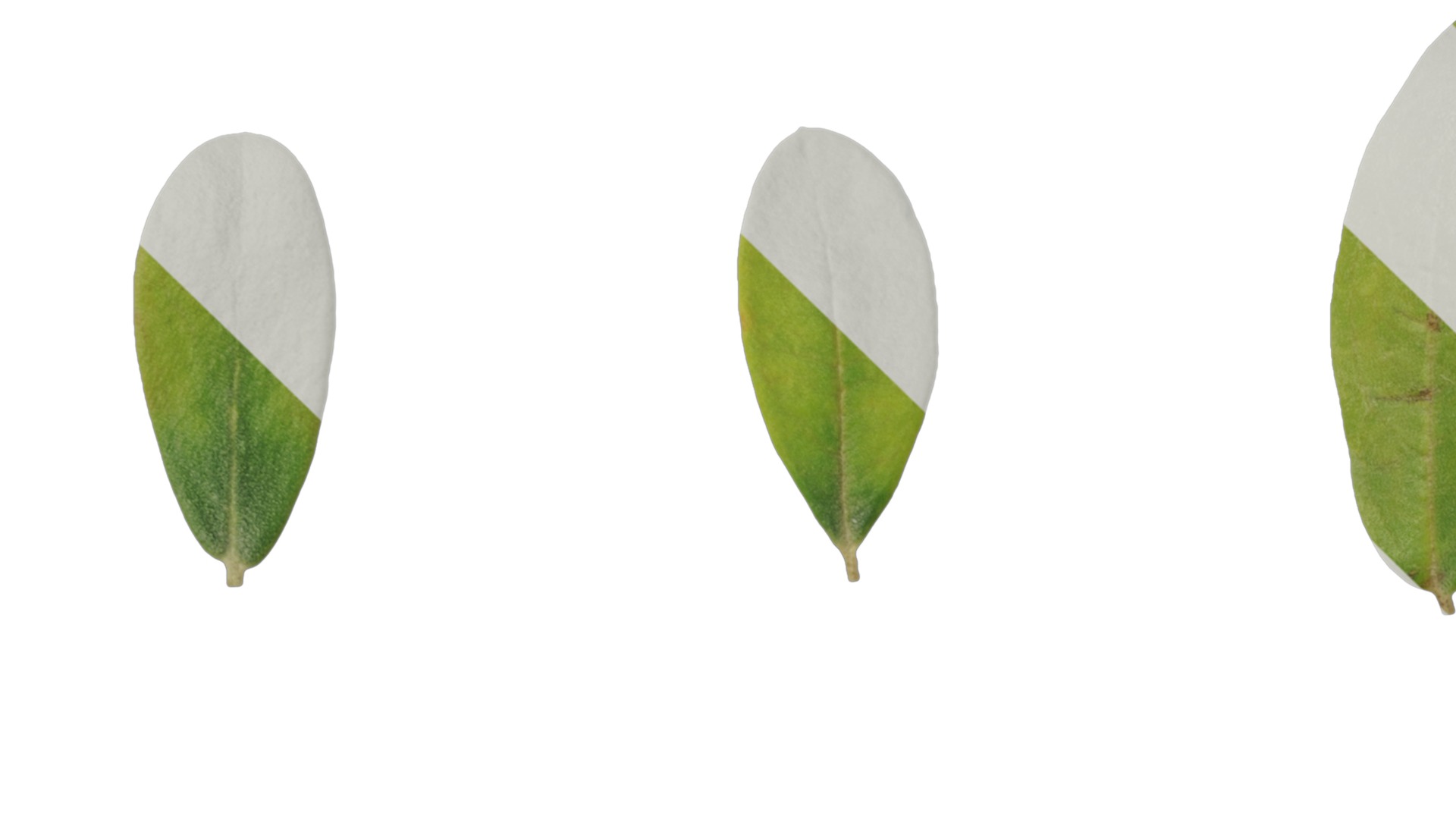 Olea europaea Low-poly 3D model_111