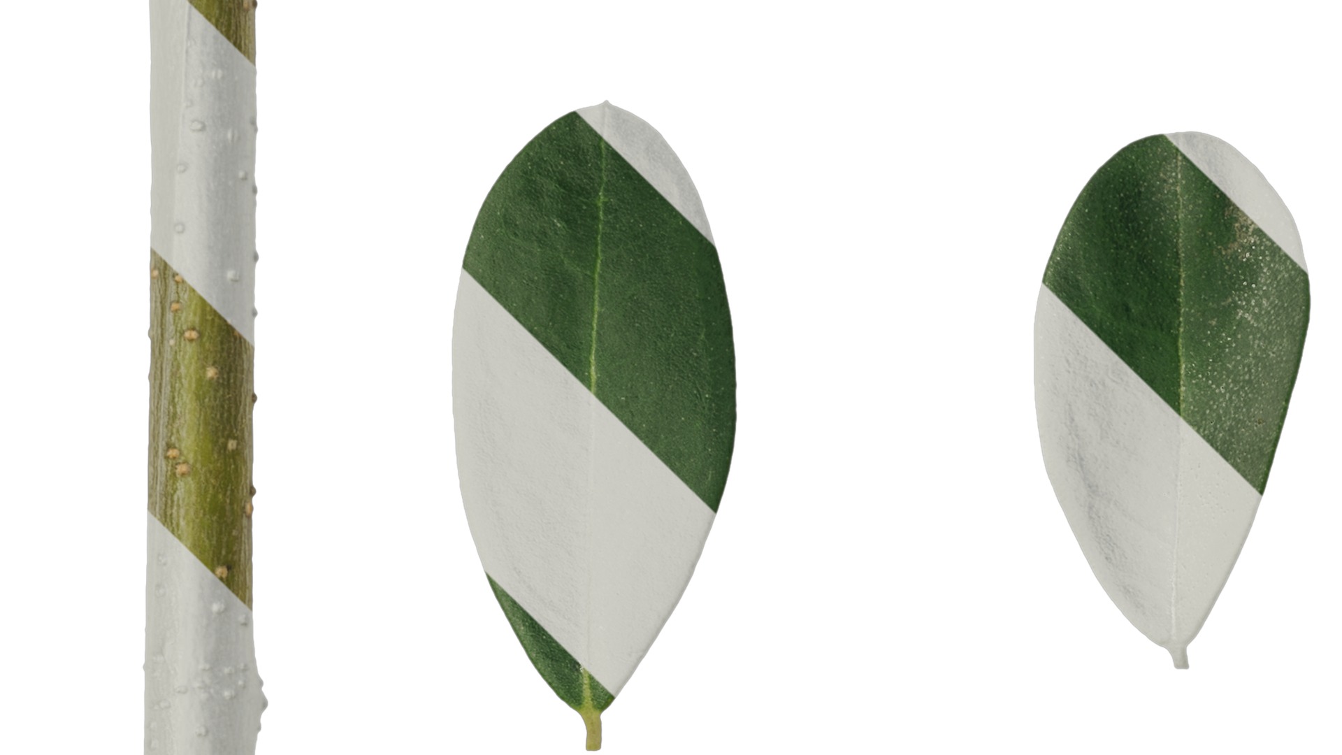 Olea europaea Low-poly 3D model_98