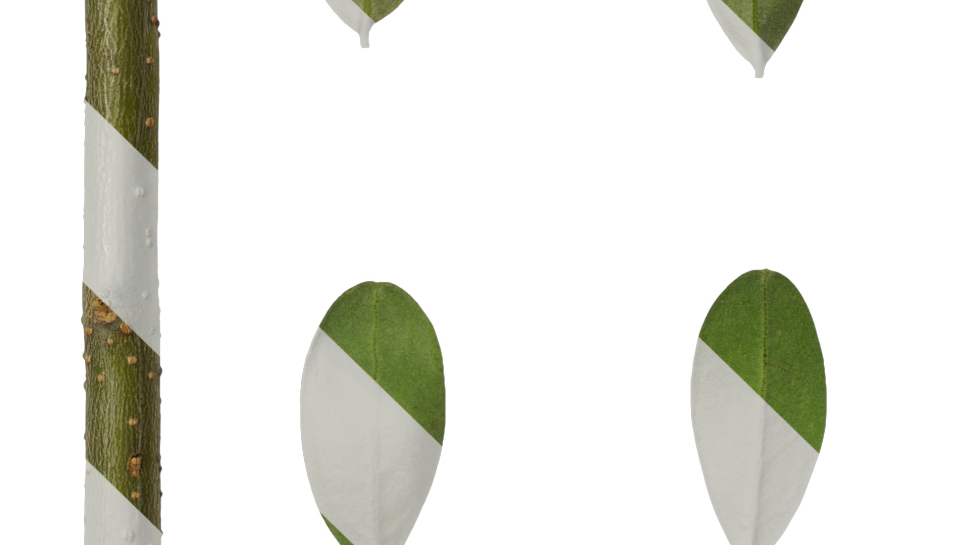 Olea europaea Low-poly 3D model_95