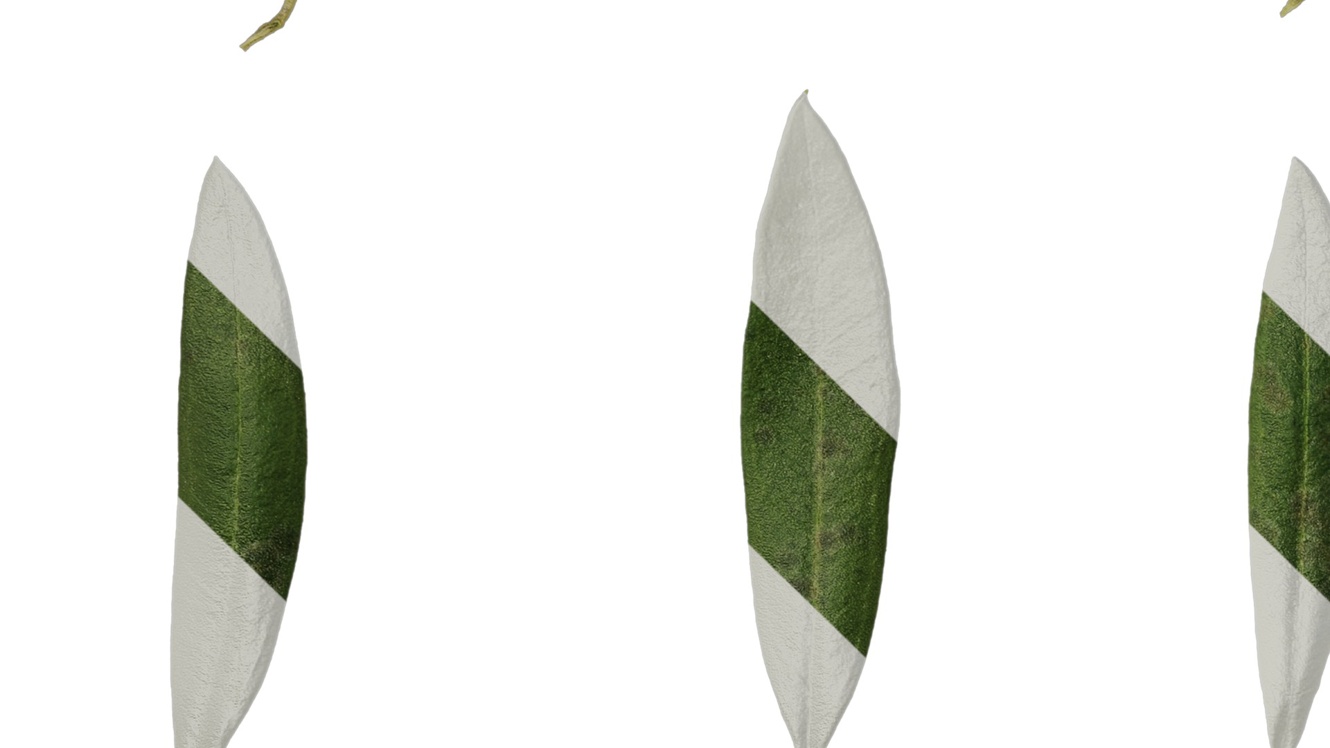 Olea europaea Low-poly 3D model_135