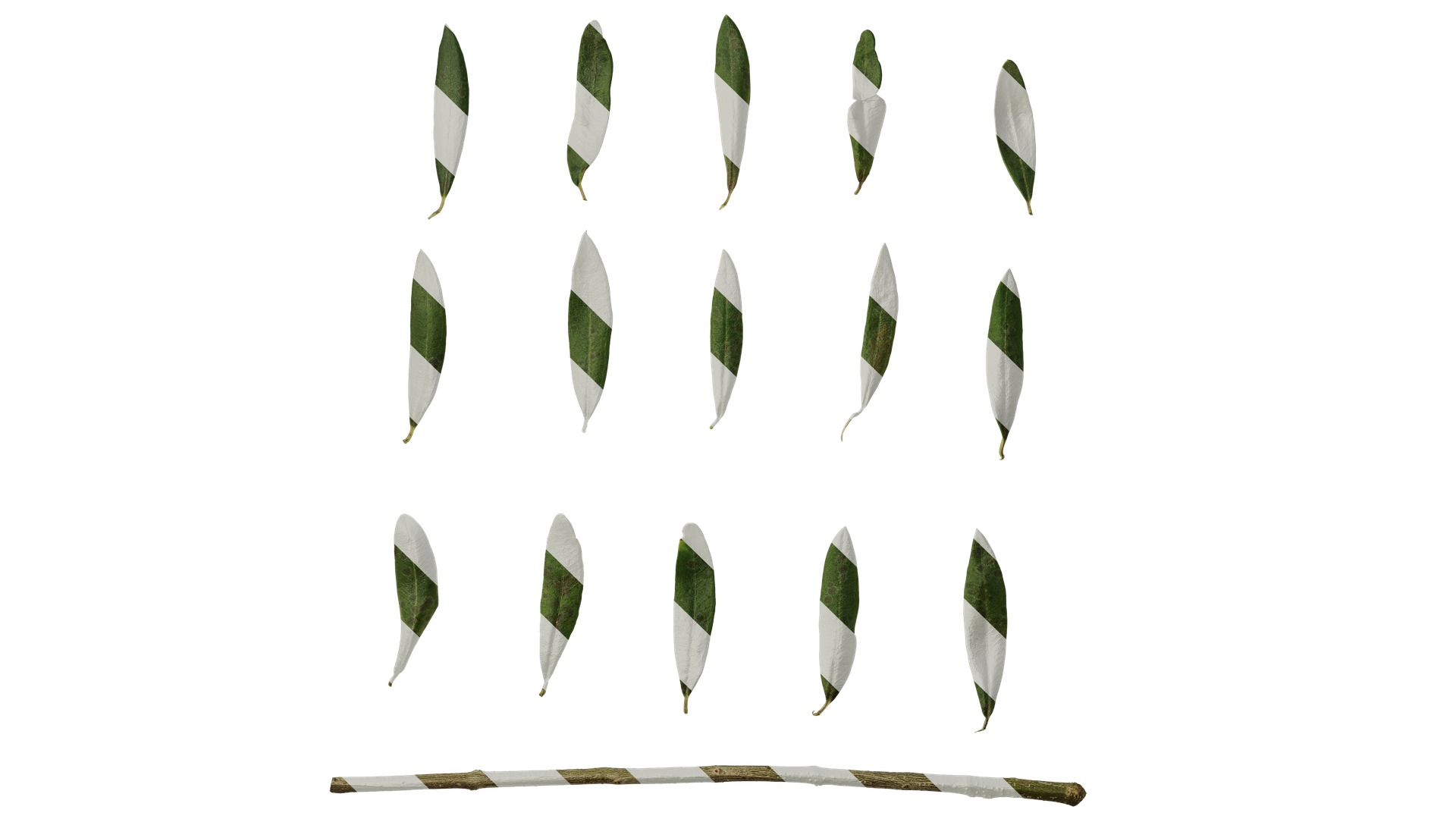 Olea europaea Low-poly 3D model_134