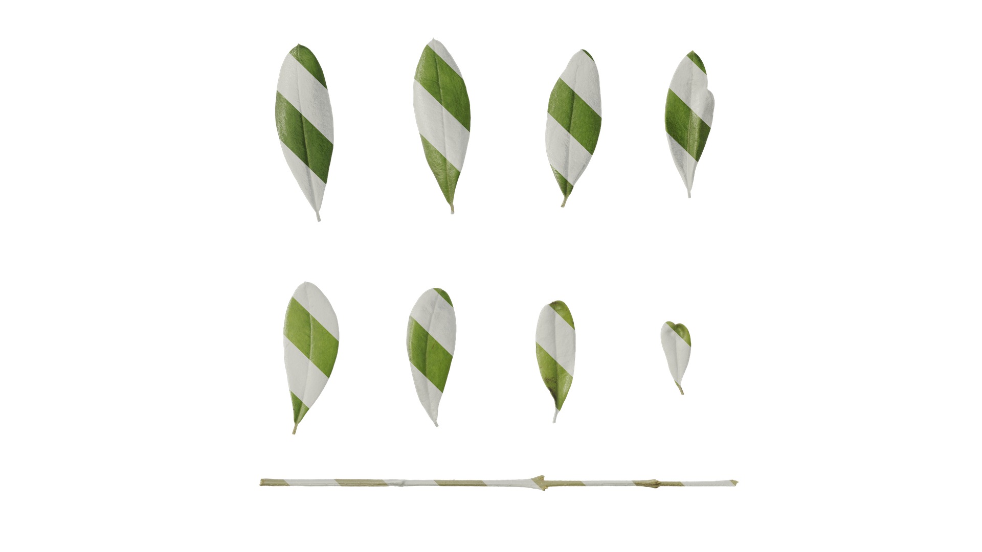 Olea europaea Low-poly 3D model_116