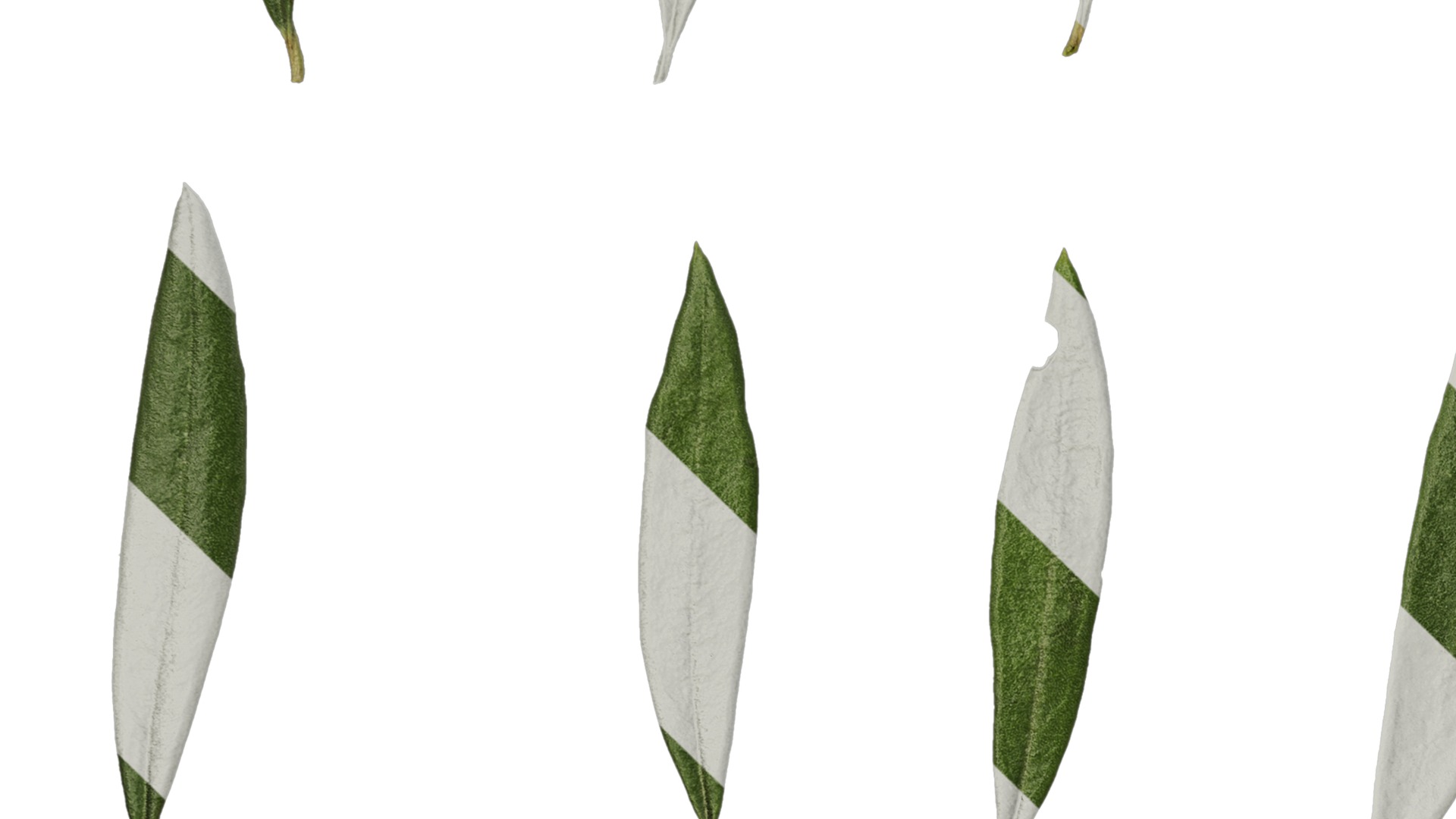 Olea europaea Low-poly 3D model_132