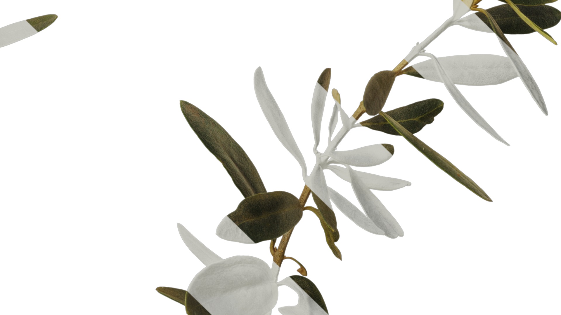 Olea europaea Low-poly 3D model_23