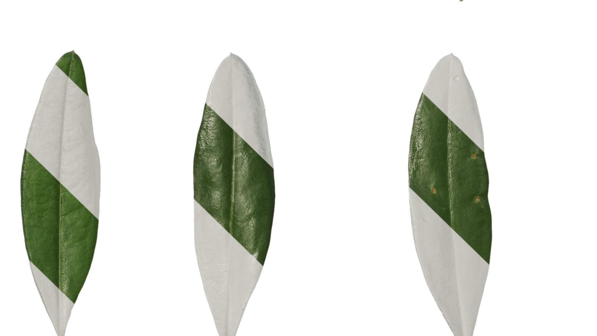 Olea europaea Low-poly 3D model_109