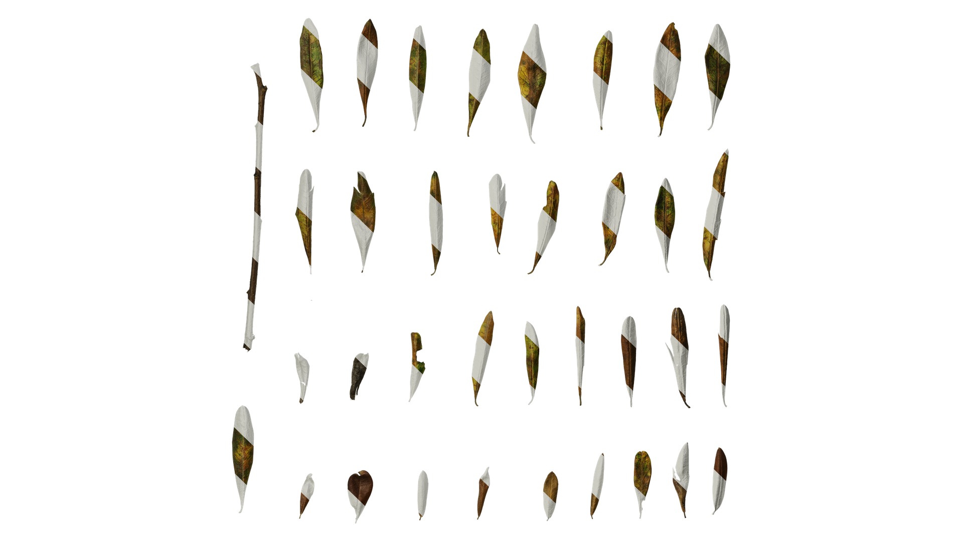 Olea europaea Low-poly 3D model_129