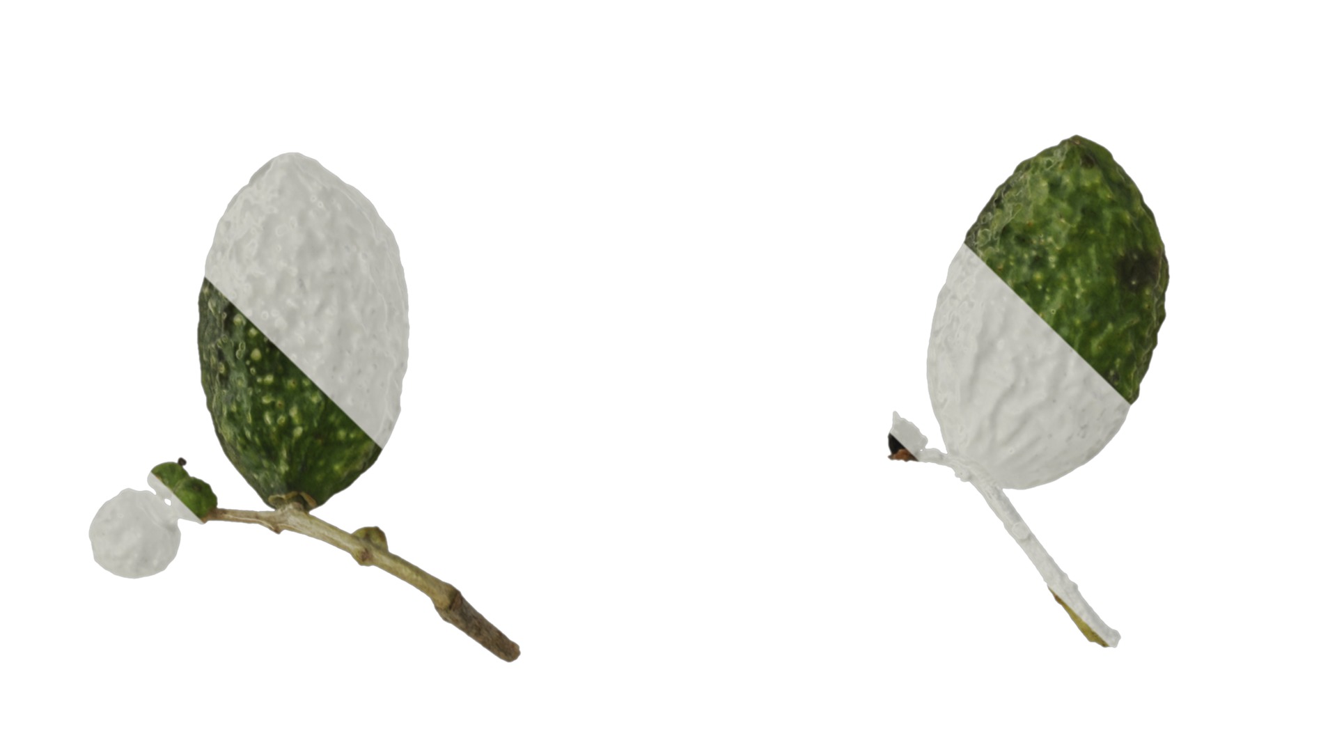 Olea europaea Low-poly 3D model_61
