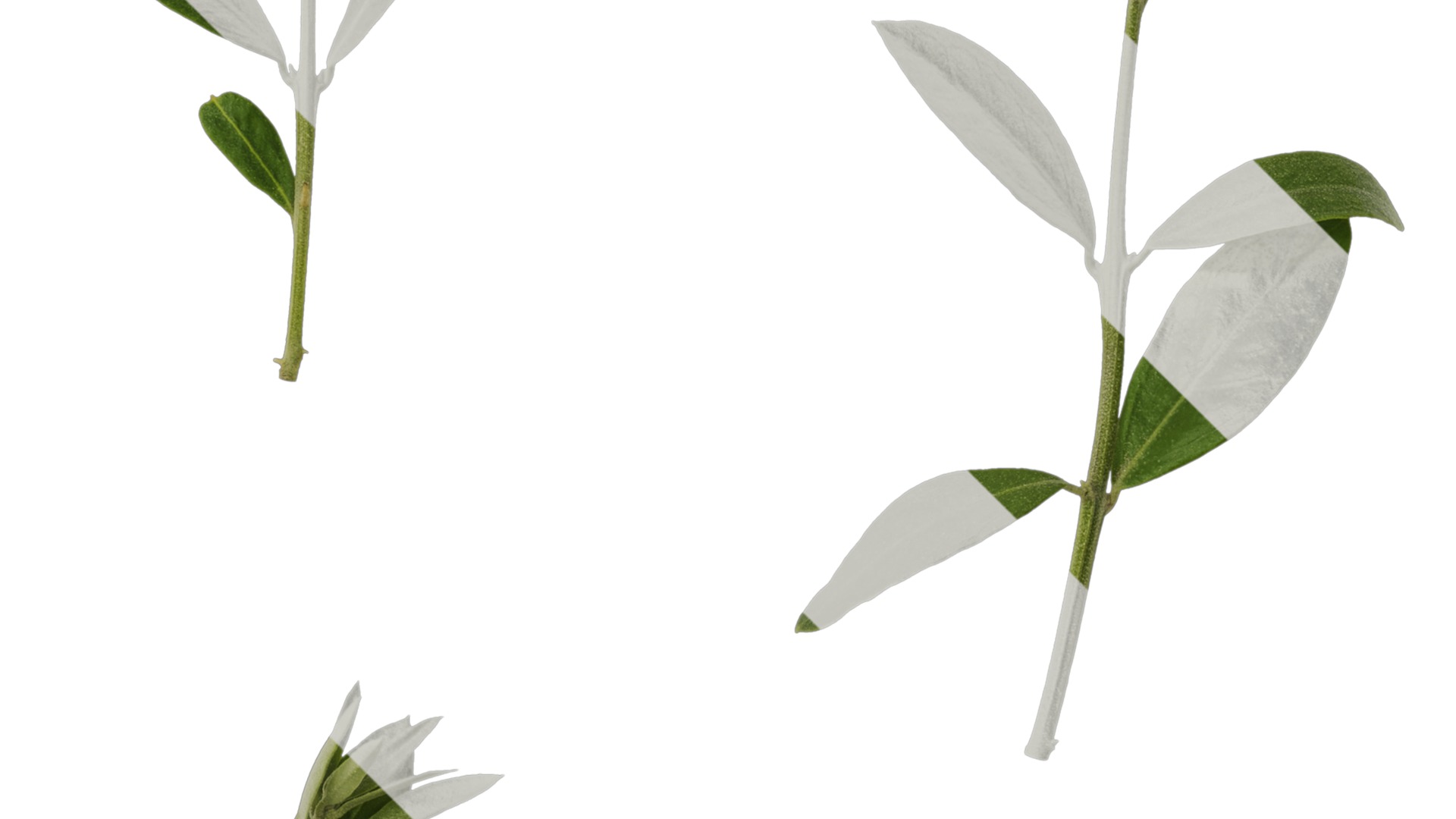 Olea europaea Low-poly 3D model_26