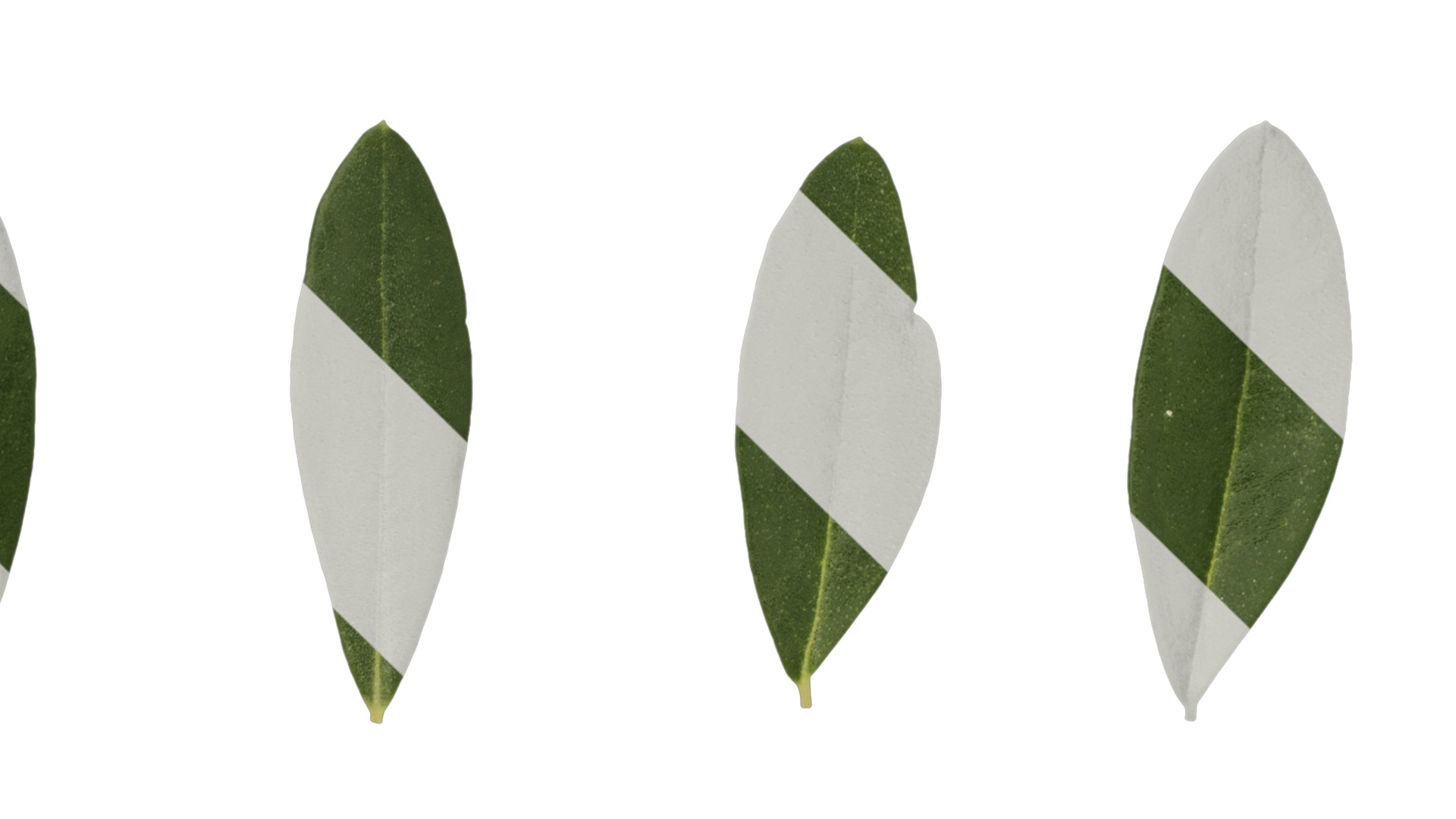 Olea europaea Low-poly 3D model_123