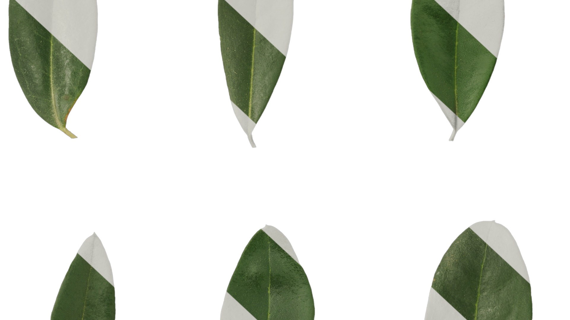 Olea europaea Low-poly 3D model_83