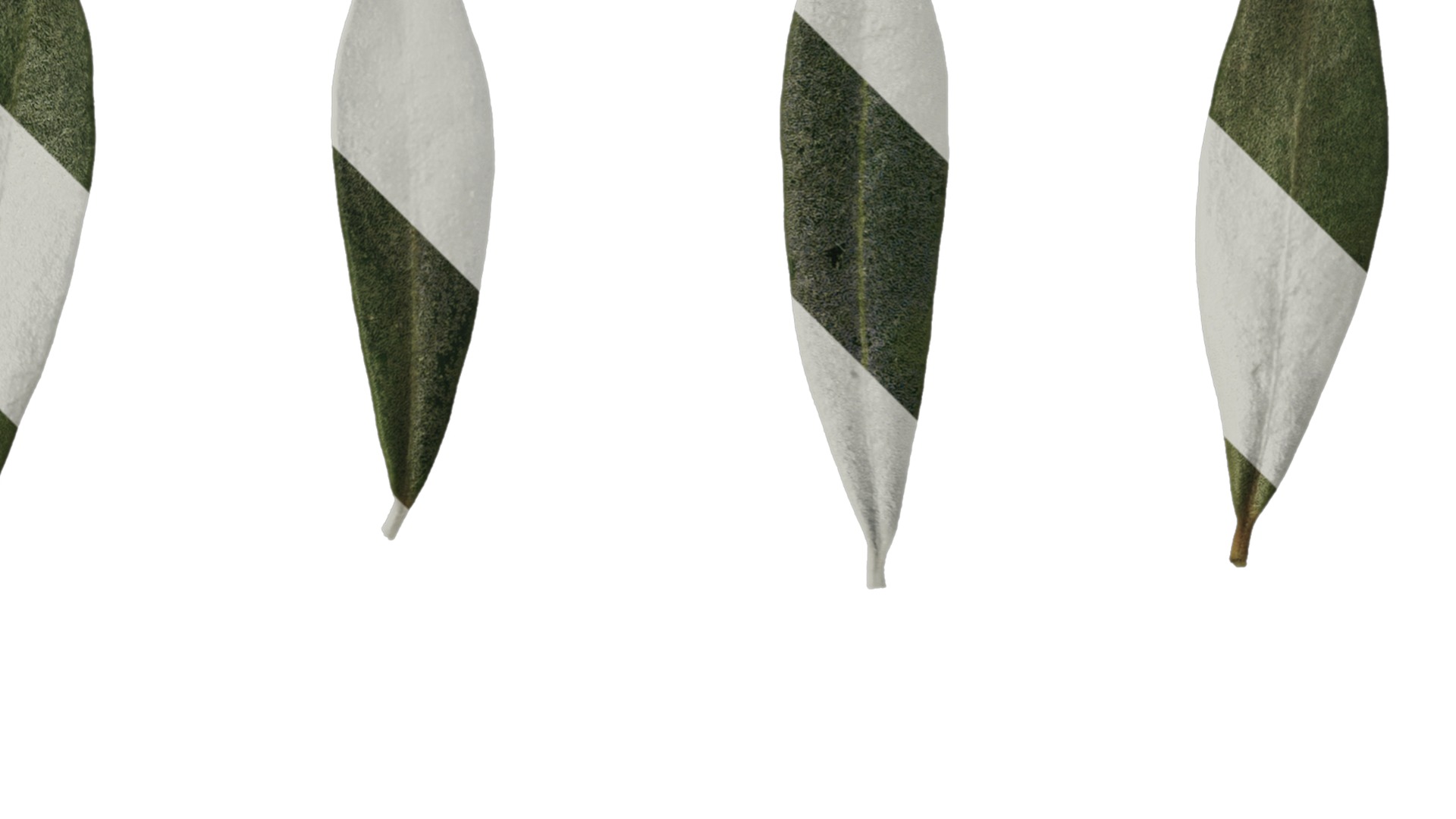 Olea europaea Low-poly 3D model_73