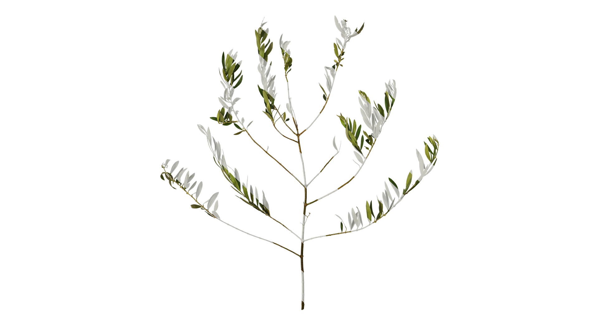 Olea europaea Low-poly 3D model_45