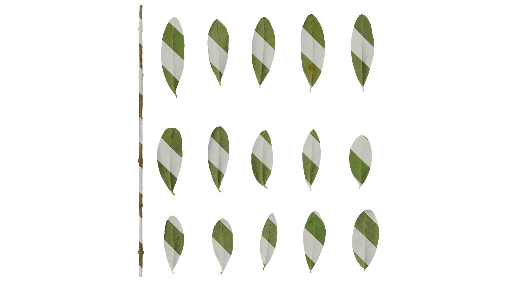 Olea europaea Low-poly 3D model_81