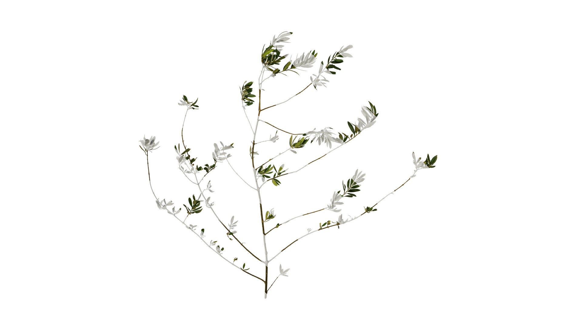 Olea europaea Low-poly 3D model_43