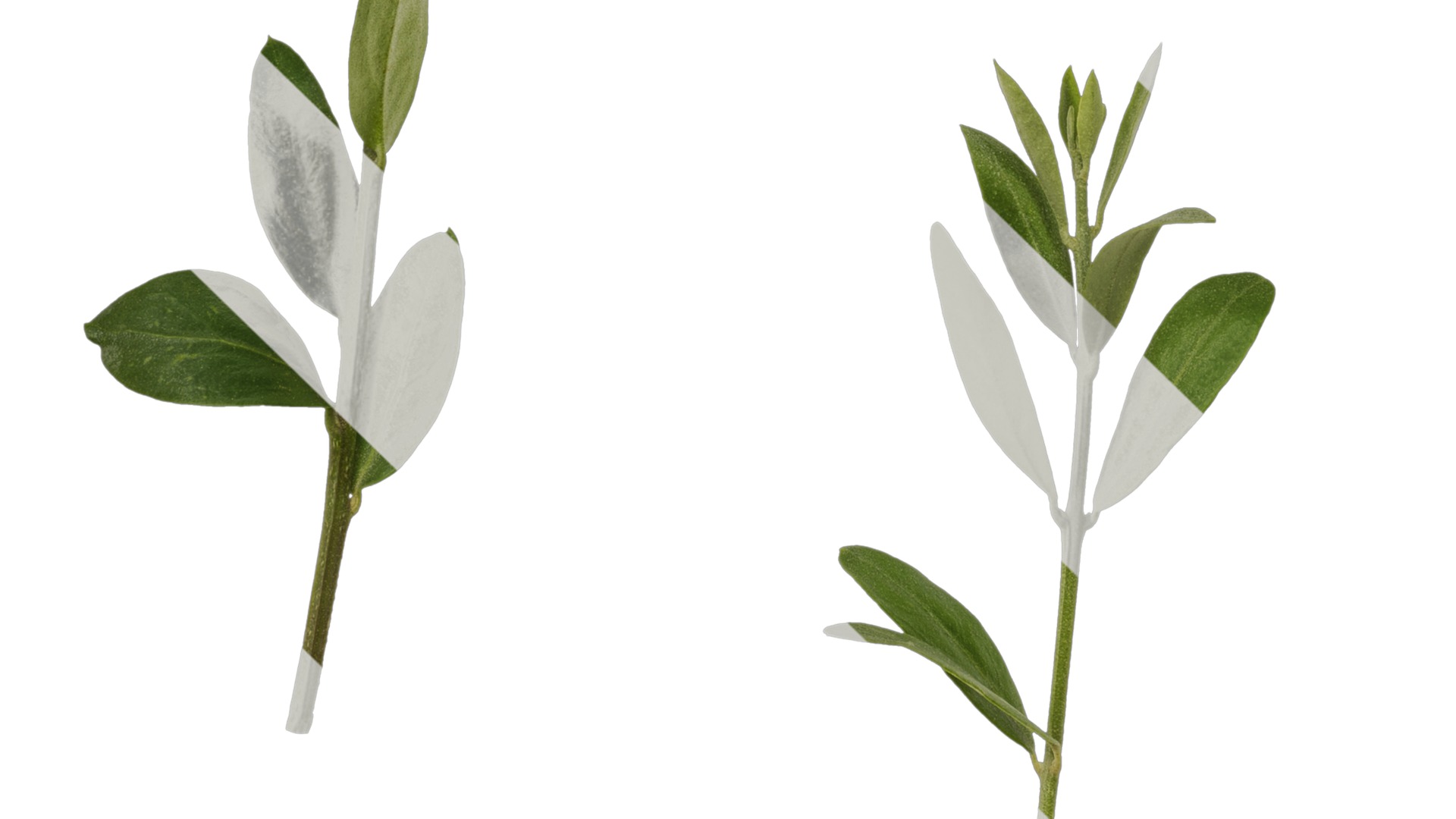 Olea europaea Low-poly 3D model_27