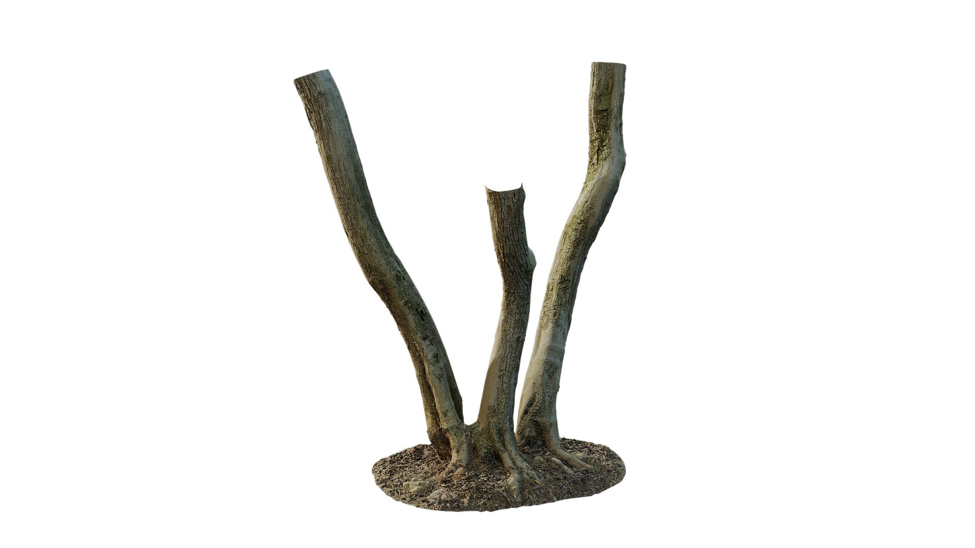 Olea europaea Low-poly 3D model_5