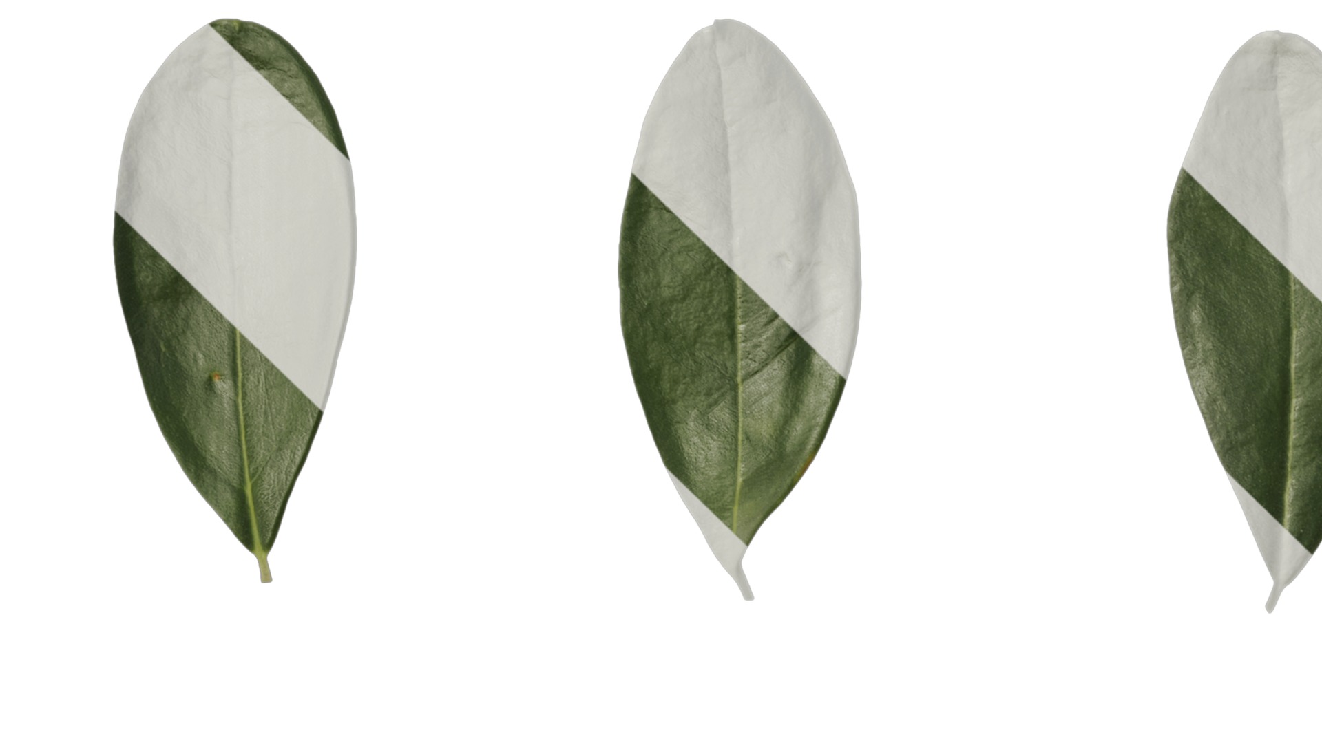 Olea europaea Low-poly 3D model_100