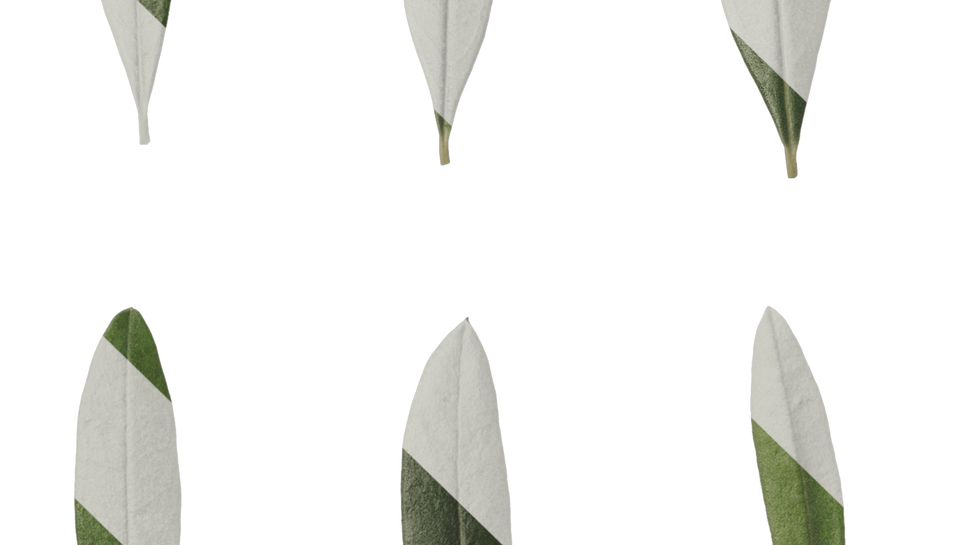 Olea europaea Low-poly 3D model_36