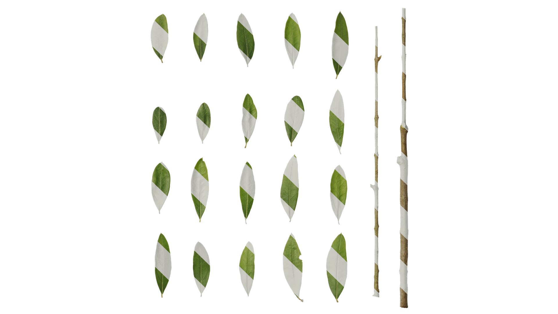 Olea europaea Low-poly 3D model_86