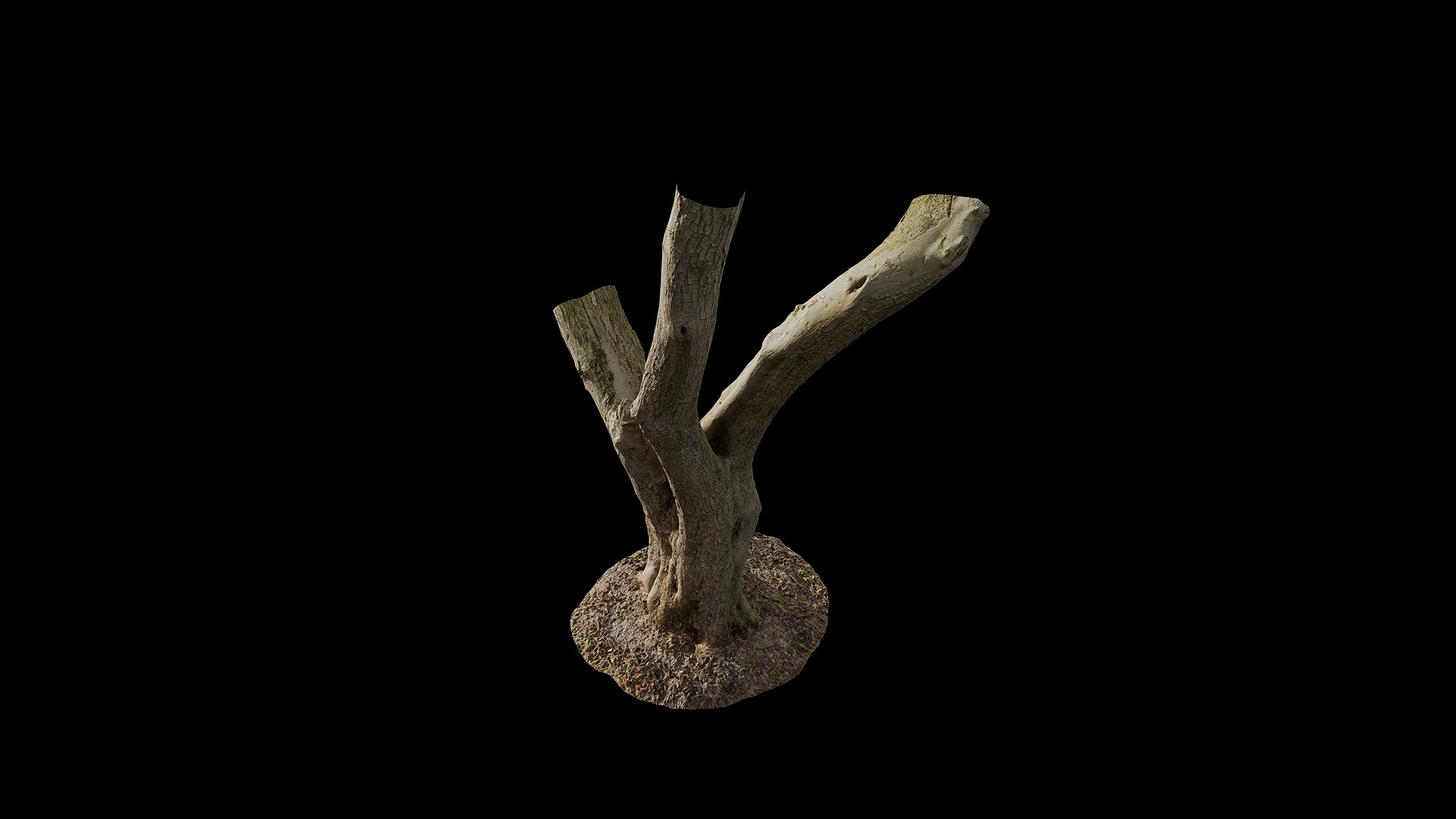 Olea europaea Low-poly 3D model_3