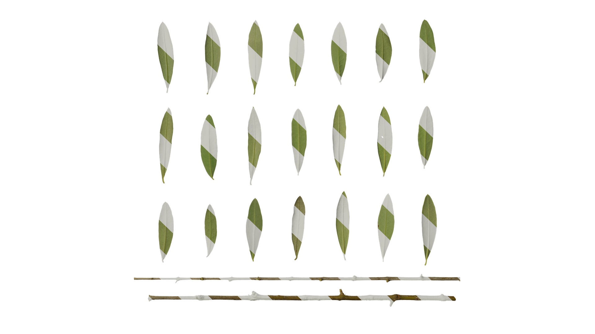 Olea europaea Low-poly 3D model_87