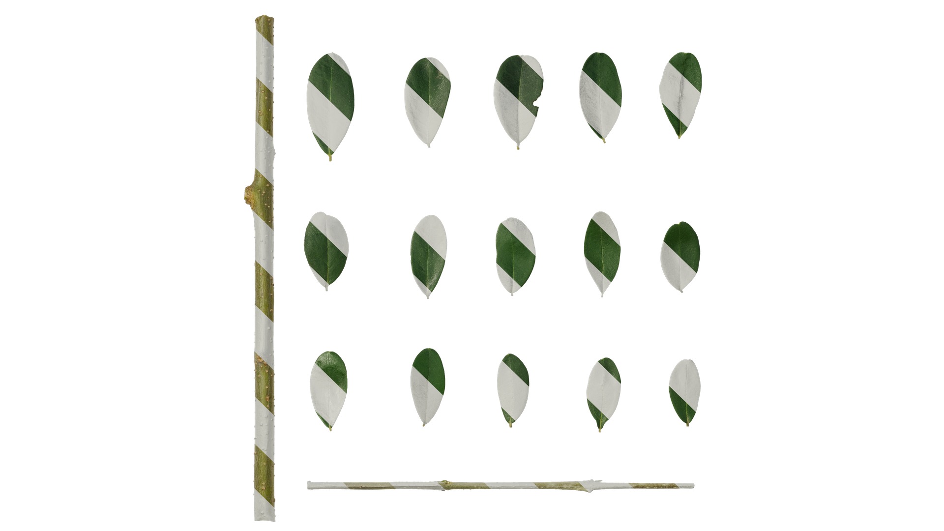 Olea europaea Low-poly 3D model_97