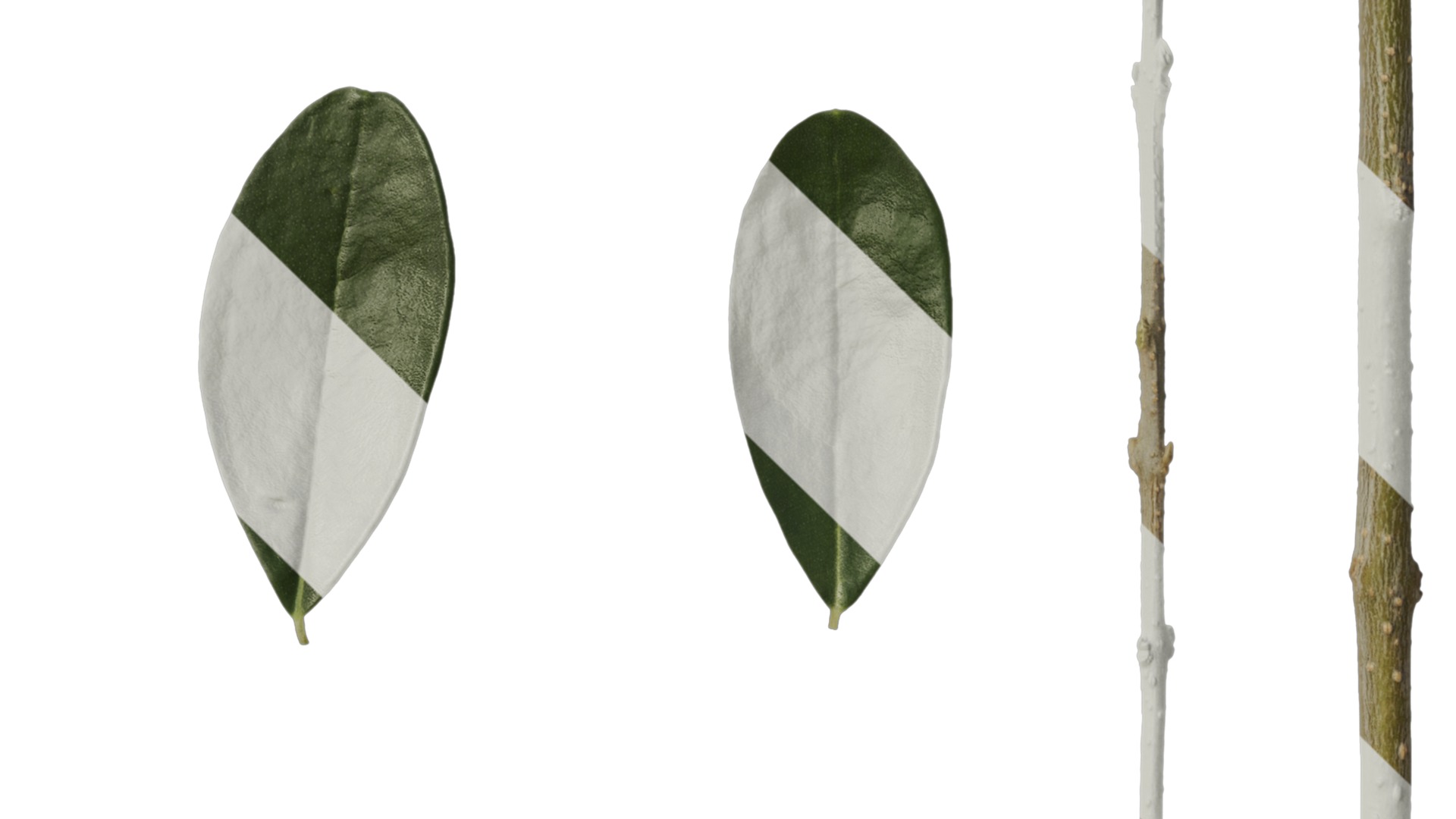 Olea europaea Low-poly 3D model_103